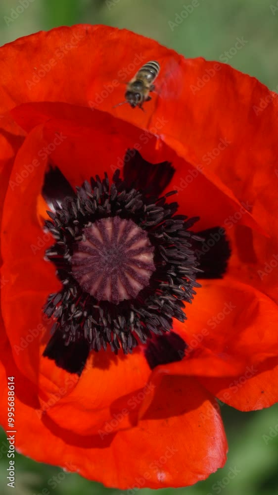 Close-Up of a Vibrant Red Poppy with a Bee Close-Up of a Vibrant Red Poppy with a Bee
