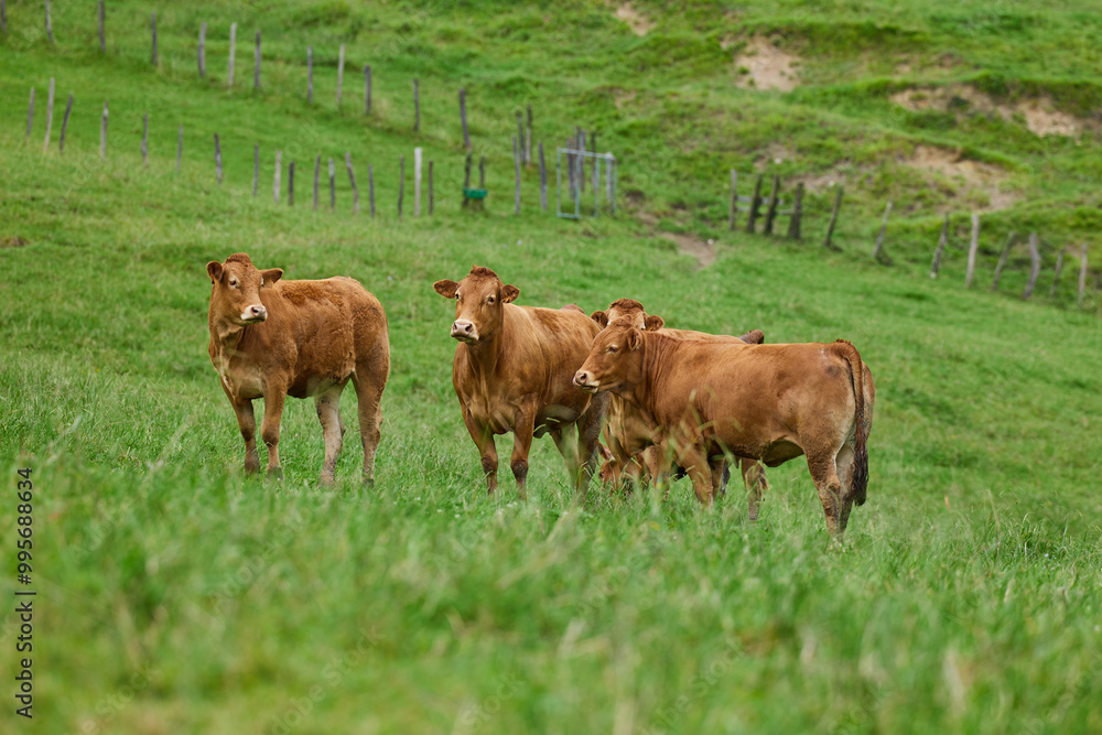 Group of brown cow is grazing on a green meadow Group of brown cow is grazing on a green meadow