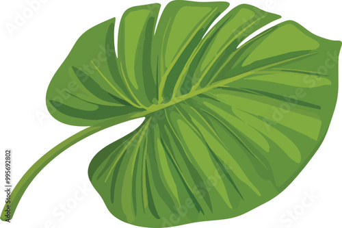 green leaf isolated