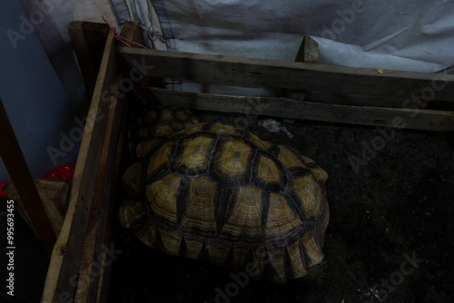 a Tortoise sleeping in the mud at night photo