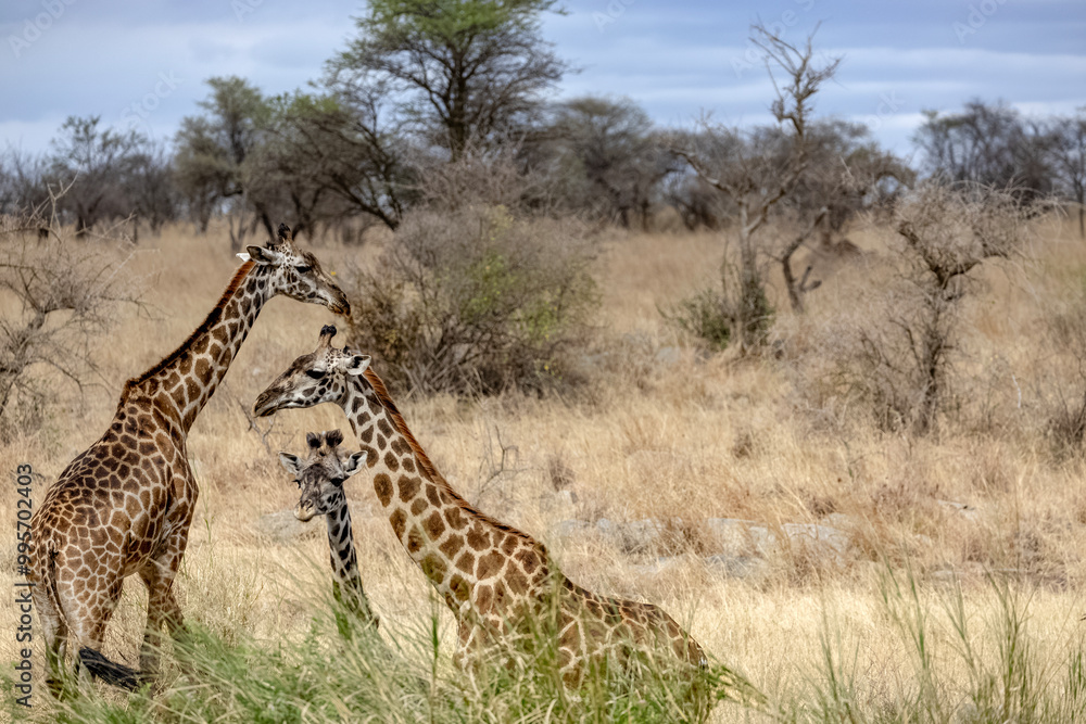 Obraz premium Portrait of Giraffes grazing on trees in the dry bushveld grass at Masai Mara National Reserve