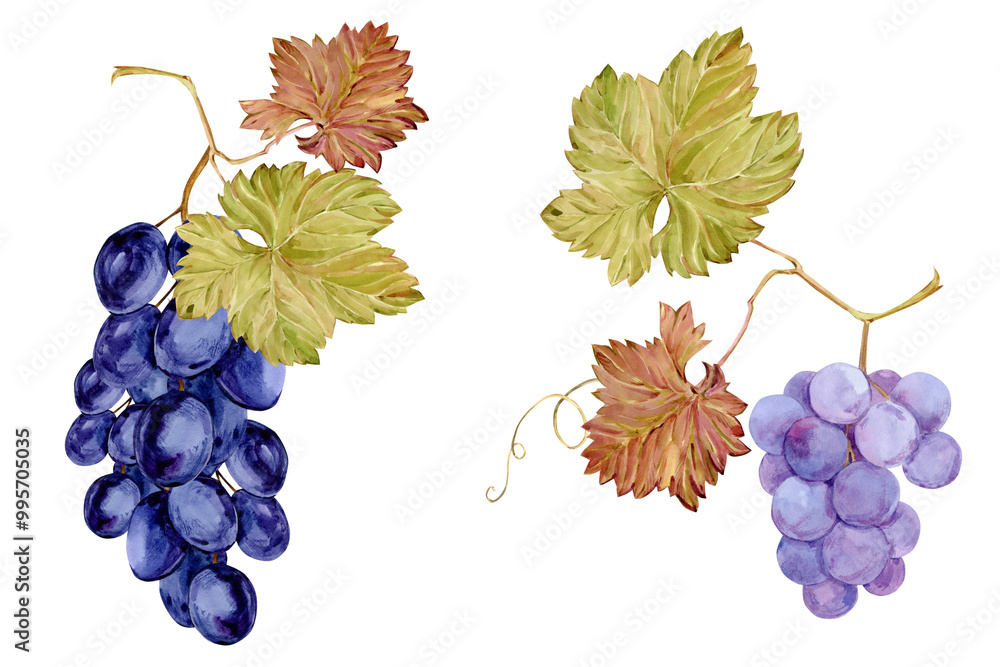 Fototapeta premium Watercolor branches with blue and purple grapes. Botanical illustration of black and pink berries, leaves and branches isolated on white background. Berries for labels of red wine, juice, jam.