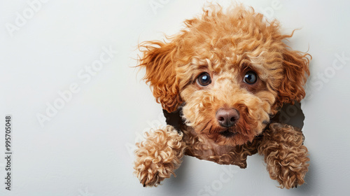 Adorable red toy Poodle puppy dog sticking his head out of a hole in torn white paper isolated on plain white background