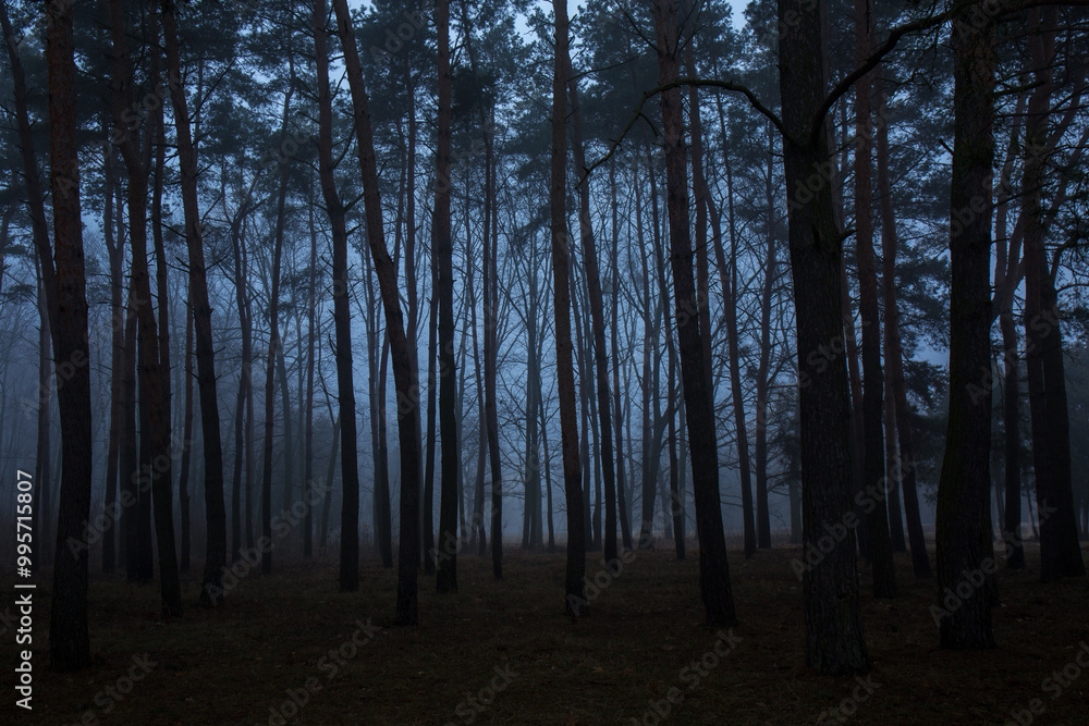 A forest with trees in the background and a foggy sky