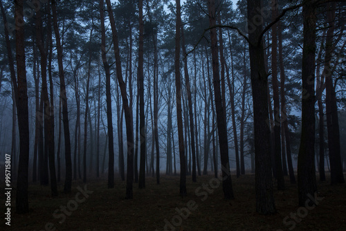 Obraz na płótnie A forest with trees in the background and a foggy sky w salonie