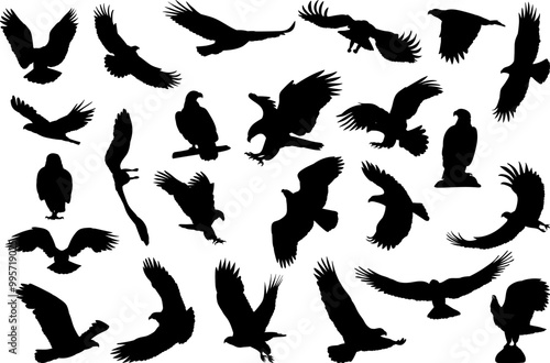 silhouette set flying eagle, hawk flaps wings, vector