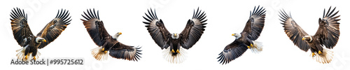 Set of bald eagles in majestic flight isolated on white background photo