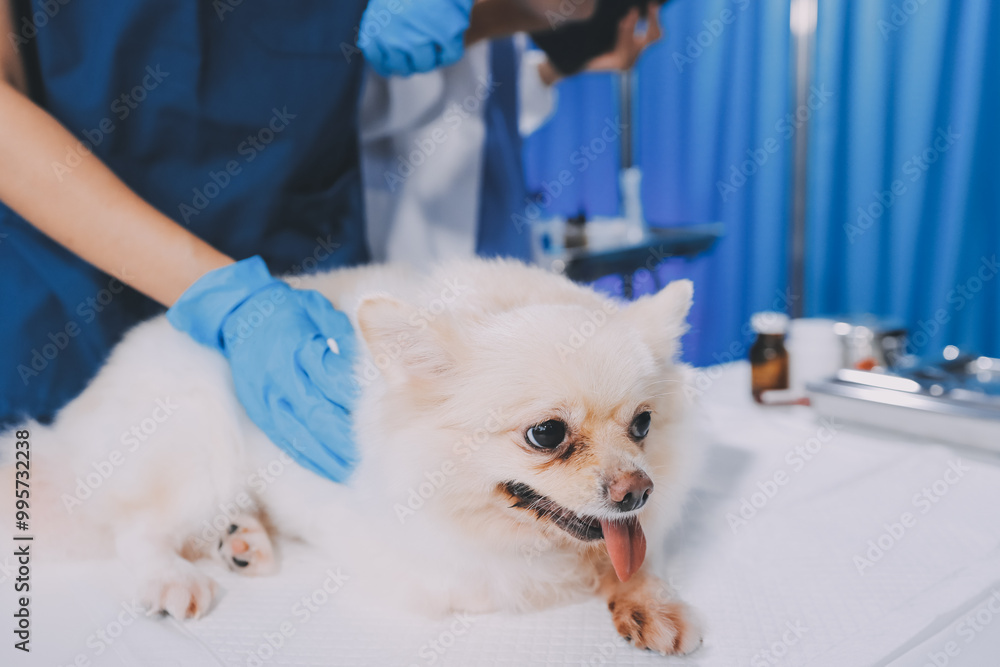 Closeup shot of veterinarian hands checking dog by stethoscope in vet clinic Closeup shot of veterinarian hands checking dog by stethoscope in vet clinic