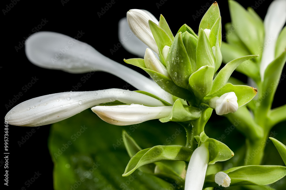 Blooming white hosta on a black background Blooming white hosta on a black background