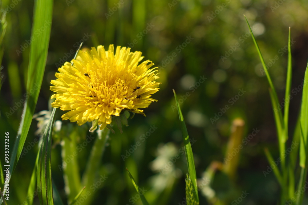 dandelion in the grass dandelion in the grass