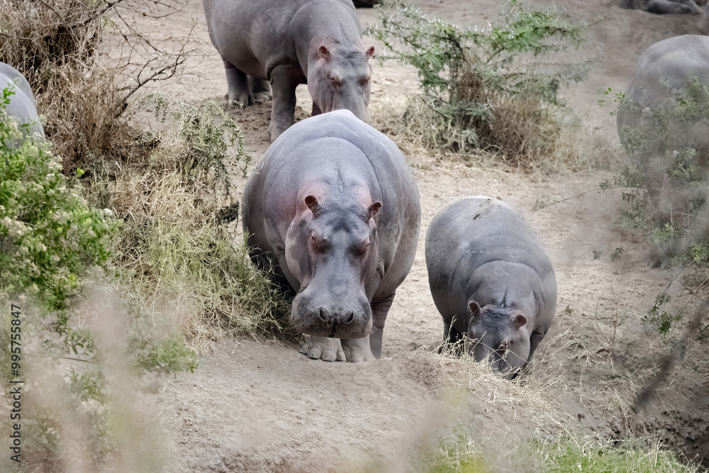 Cape hippopotamus or South African hippopotamus family in Kruger National Park, South Africa. The Hippo is a semi aquatic mammal and most dangerous mammal in Africa. Cape hippopotamus or South African hippopotamus family in Kruger National Park, South Africa. The Hippo is a semi aquatic mammal and most dangerous mammal in Africa.