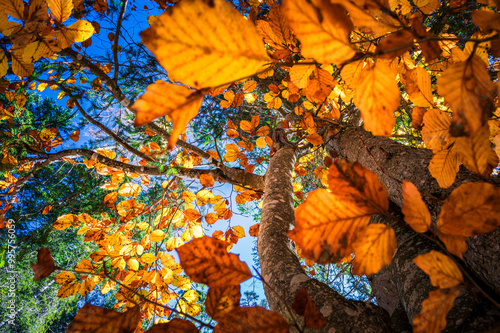 Autumn in Val Sesis. Explosion of colors in the Piave river valley. Sappada photo