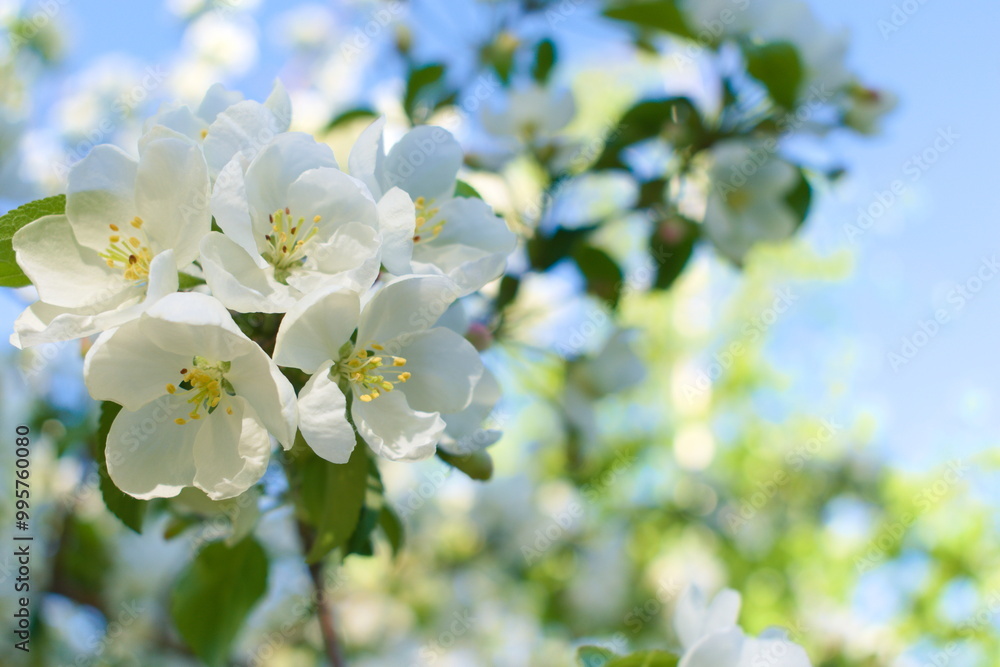Apple tree flowers Apple tree flowers