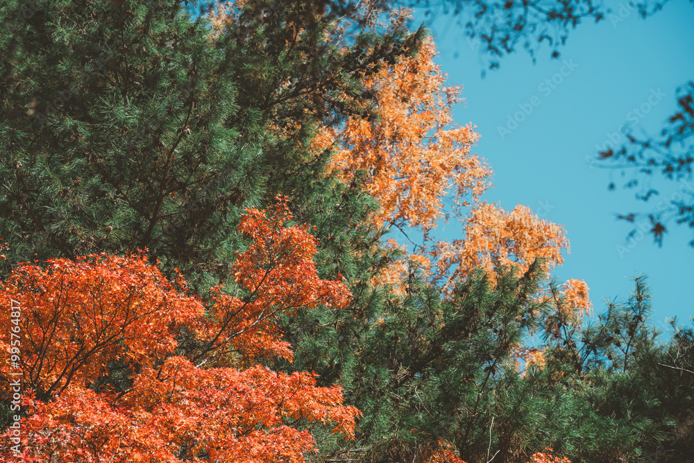 Beautiful maple leaves on the tree in autumn season. Beautiful maple leaves on the tree in autumn season.