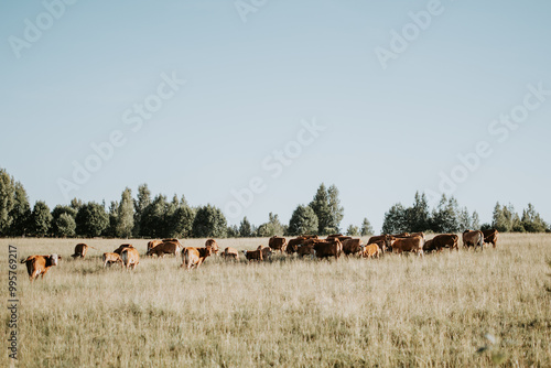 A herd of catles are grazing on the field photo