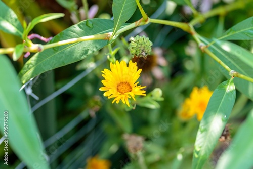 close up of blooming Cats Ear flowers growing in the corner of the garden