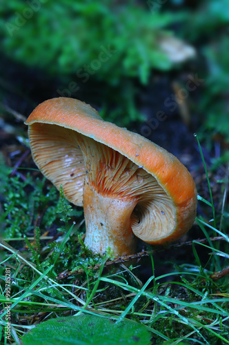 Milkcap Mushroom growing in a Pine forest, County Durham, England, UK. photo