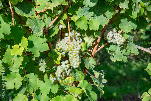 detail of tgreen vine for tasteful white wine photo