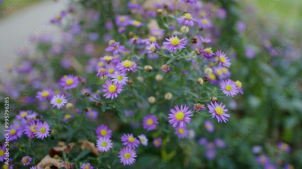 Closeup of purple aster amellus plant in bloom, flower bed in urban setting, path in background, green and purple colours dominating Closeup of purple aster amellus plant in bloom, flower bed in urban setting, path in background, green and purple colours dominating