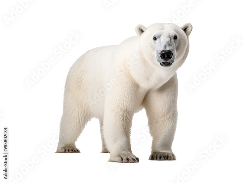 a polar bear standing on a white background