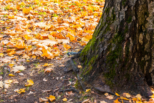 Small woodland bird in the family Paridae, searching for seeds amongst leaf litter. High quality photo