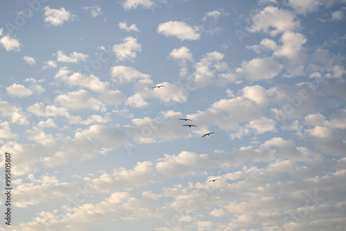 Photography seagull flying in the sky