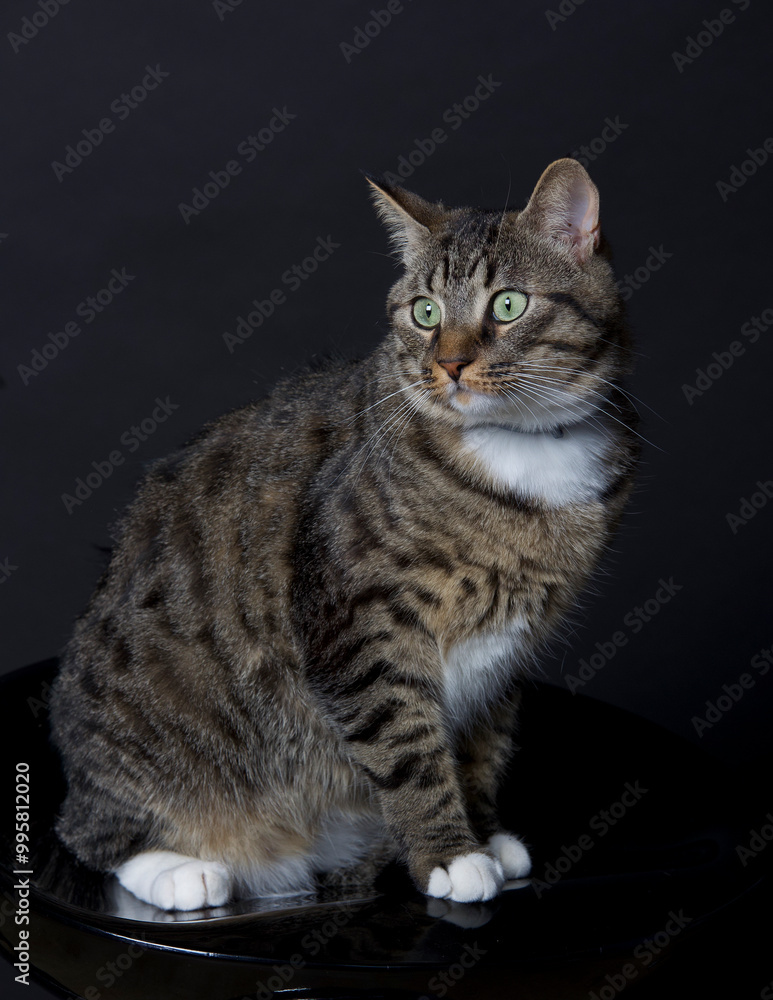 Chat domestique, Chat domestique,