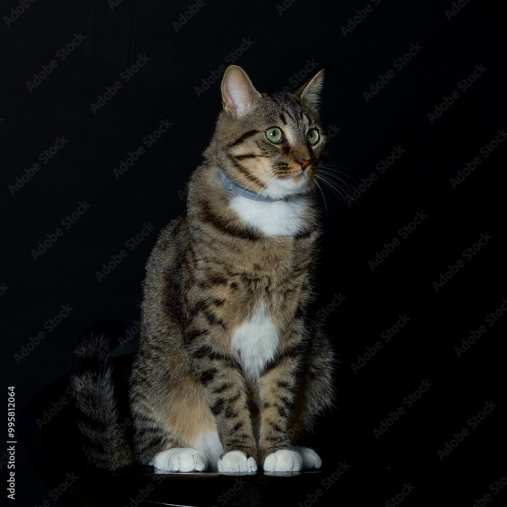Chat domestique, Chat domestique,