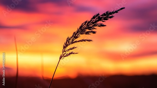 The warm hues of a sunset sky create a stunning backdrop as the delicate silhouette of an ear of silver grass sways gently in the breeze.