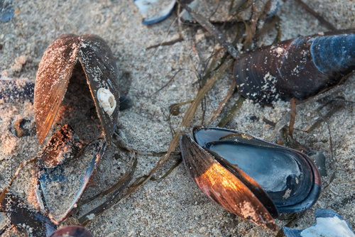 blau-schwarze Miesmuschel Schalen mit Seetang liegen auf dem feinen beigen Strand photo