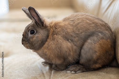 Red rabbit on the couch. Pet concept. Easter holidays. photo