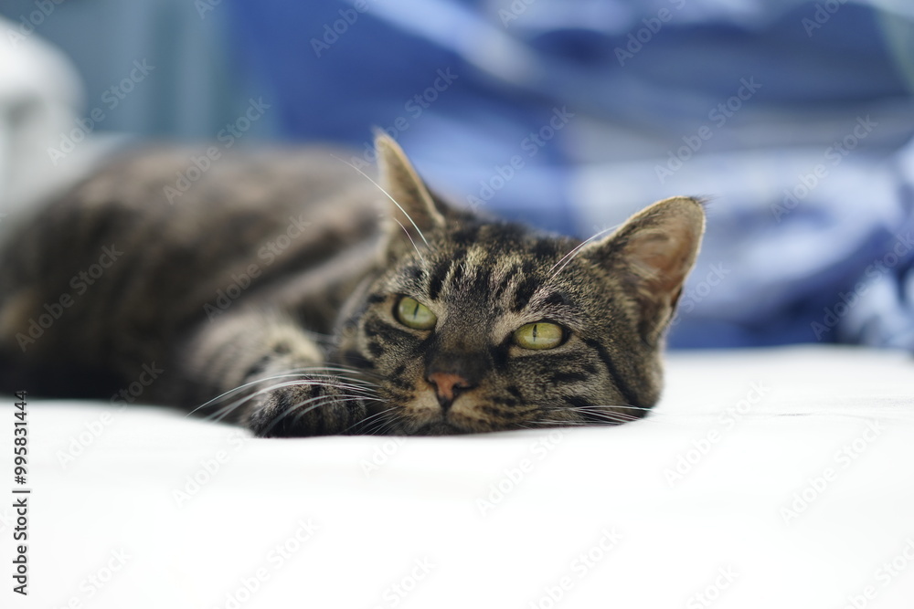 Beautiful european cat laying and sleeping in the bed in the sunny weather grey cat with stripes and beautiful eyes Beautiful european cat laying and sleeping in the bed in the sunny weather grey cat with stripes and beautiful eyes