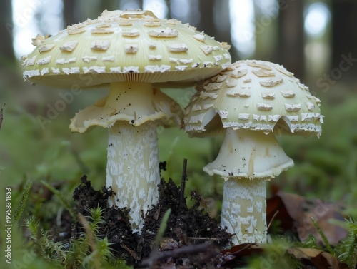 gruner Knollenblatterpilz Amanita phalloides , isolated on white background,  , copy space for text, photo