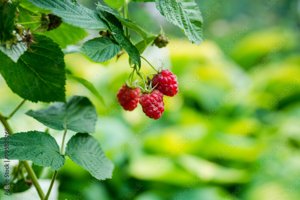 Branch with ripe raspberry in the garden. Selective focus. Shallow depth of field. Branch with ripe raspberry in the garden. Selective focus. Shallow depth of field.