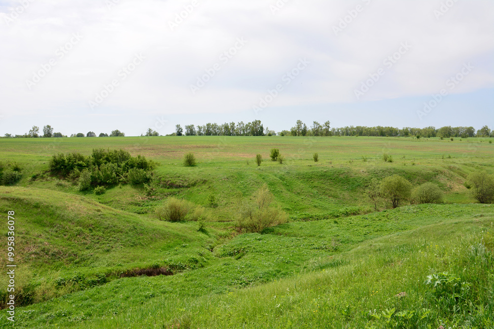 Fototapeta premium some green hills with green grass and some green bushes on horizon