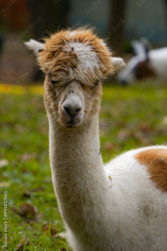 Portrait of a cute fluffy alpaca in the farm Portrait of a cute fluffy alpaca in the farm