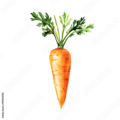 carrot isolated on white