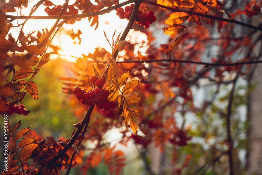 Bunch of red ripe rowanberry in golden lights of sunset. Selective focus. Shallow depth of field.
Bunch of red ripe rowanberry in golden lights of sunset. Selective focus. Shallow depth of field.