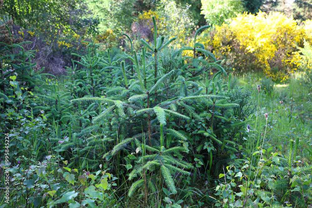 Fototapeta premium Small pine tree growing in a Scottish forest