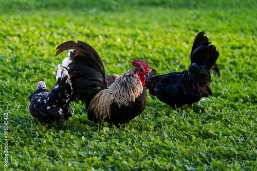 Decorative colorful cock on the poultry yard photo