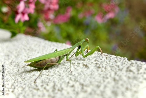 green praying mantis on a garden wall photo