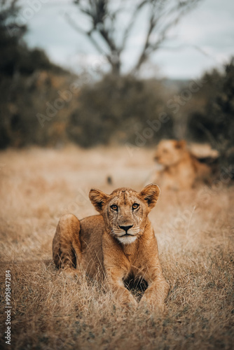 Canvastavla Lion Nyerere