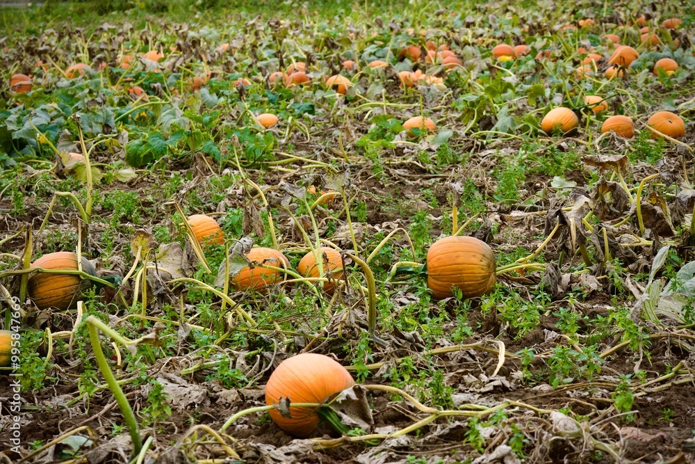 Kürbisse im September, herbstliche Aufnahme Kürbisse im September, herbstliche Aufnahme