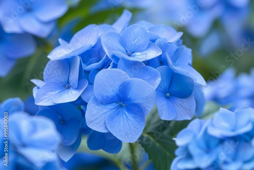 Vivid Blue Hydrangea Blooms Close Up with Soft Focus Background and Rich Blue Tones.