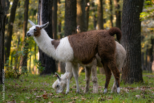 Portrait of a cute fluffy alpaca in the farm photo