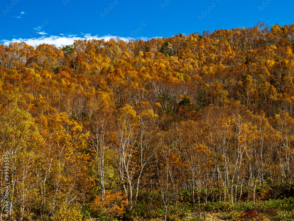 Fototapeta premium 志賀高原、黄金色に紅葉した292号線沿い平床の風景