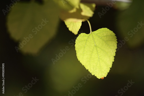 autumn leaves on the tree. Yellow mulberry leaves. 