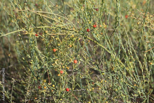 Osyris alba is a small perennial plant in the genus Osyris belonging to the Santalaceae family. photo