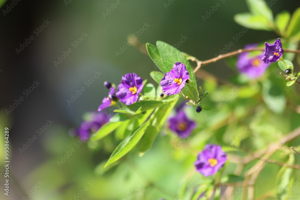 Flowers and leaves of Solanum laciniatum (also known as poroporo or bullibull) Flowers and leaves of Solanum laciniatum (also known as poroporo or bullibull)