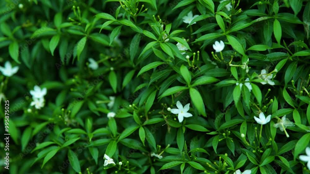 White flowers flourishing on green leaves, a perfect blend of simplicity and grace in nature, White flowers flourishing on green leaves, a perfect blend of simplicity and grace in nature,